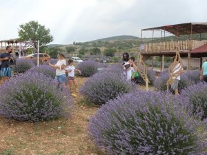 Lavanta kokulu köyü 330 bin kişi ziyaret etti