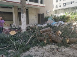 50 yıllık ağaç izinsiz kesildi