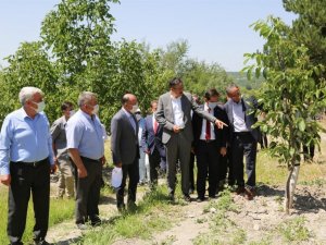 Domaniç’te 2 bin 800 dönümlük ceviz bahçesi