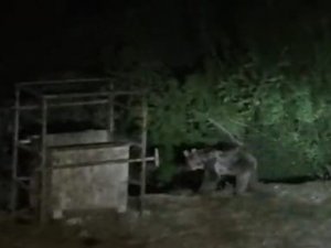 Tunceli’de aç kalan ayılar mezbahaneye indi