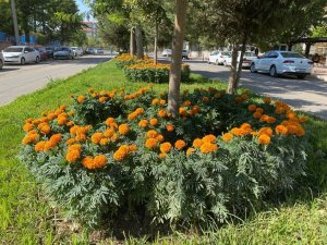 Başkan Türkmen: “Daha yeşil, bir Bismil için çalışıyoruz”