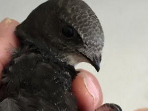 Yaralı ebabil yeniden özgürce uçabilecek