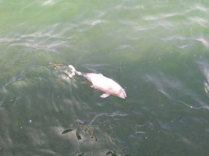 Tarabya’da içler acıtan görüntü: Ölü yavru yunus kıyıya vurdu