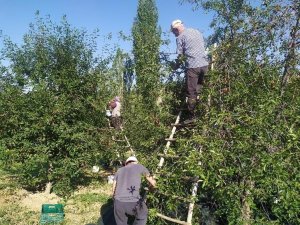 Kütahya’da vişne sezonu