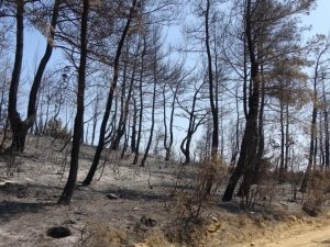 Çanakkale’de ormanlara girişler 1 ay süreyle yasaklandı