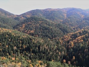 Türkiye’nin en büyük blok ormanlarına girişler yasaklandı