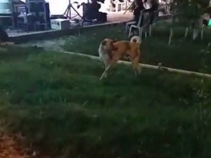 Düğün müziğine kapılan köpek dans etti