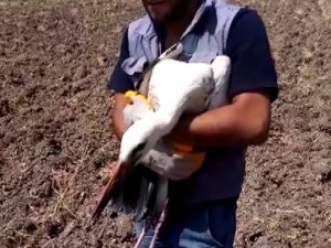 Yuvasından düşen leyleği köylüler kurtardı