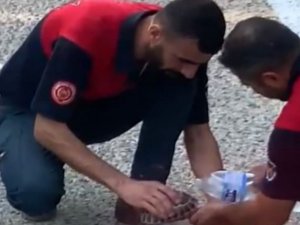 Yangından kaçan yavru kaplumbağaya elleriyle su verdiler