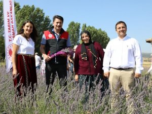 İnönü’de kadın çiftçilerin yetiştirdiği lavantalar göz dolduruyor