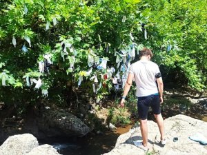 Dilek ağacı maske ağacına döndü