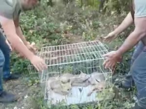 Yaban hayata alıştırılan tilkiler doğaya salındı