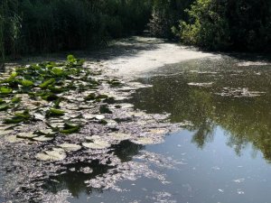 ’Saklı cennet ’Acarlar Longozu’nu besleyen dere siyaha büründü