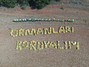 Başkent’te ormanlara bakım çalışması