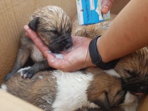 Porsuk kenarında mahsur kalan köpek yavrularını AKUT kurtardı