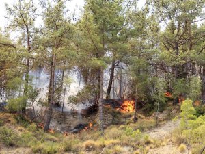 Manavgat yangınında vatandaşlar da canla başla çalışıyor