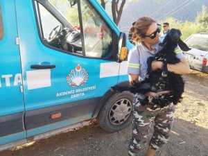 Akdeniz Belediyesi yangından etkilenen hayvanların ihtiyaçlarını karşıladı