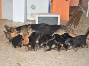 6 beklerken 11 yavru doğurdu, sahiplendirilecekler