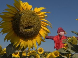 3. Ayçiçeği ve Korkuluk Festivali’nde ayçiçek tarlaları fotoğraf stüdyosuna döndü