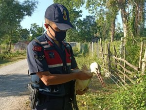 Yaralı leyleğin imdadına jandarma ekipleri yetişti