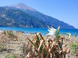 Koruma altındaki kum zambakları çiçek açtı