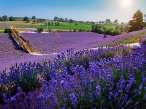 Muhteşem manzarasıyla görenleri mest ediyor