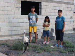 Uçmak isterken yuvadan düşen yavru leyleğin kanadı kırıldı