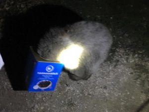 Ağrı’da ayı kurtarma operasyonu