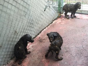 Çankaya’da asfalt ziftine düşen 3 yavru köpek kurtarıldı