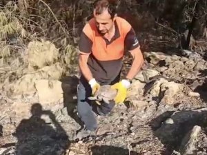 Antalya’da yangın söndürme çalışmasına destek veren ekipler, yaralı kaplumbağanın hayatını kurtardı
