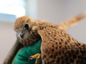 Yeniden özgürlüğe kanat çırptılar