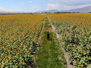 Patates tarlaları yerini ayçiçeği tarlalarına bıraktı