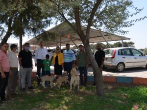Kilis’te evcil hayvanlara önce kimlik sonra pasaport çıkarılacak