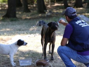 Hayvanların, sıcaklıklardan en az şekilde etkilenmeleri için seferber oldular