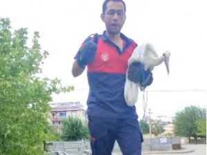 Cami kubbesindeki zincire ayağı takılan leylek  kurtarıldı