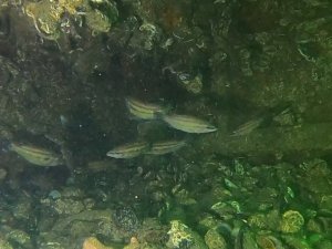 Kocaeli Körfezi’ni esir alan müsilaj etkisini büyük oranda kaybetti