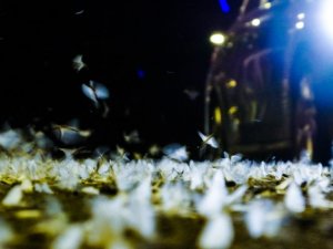 Ardahan’da kelebeklerin ’ölüm uçuşu’