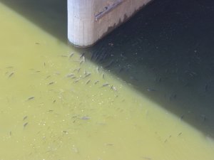 Asi Nehri’nde balık ölümleri