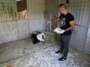 Yuvadan ayrılan yavru leylek koruma altına alındı