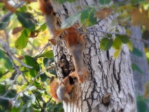 Ceviz ağacındaki sincap ailesinin mutlu halleri görüntülendi