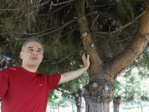 Orman yangınlarının yaban hayatına etkisi