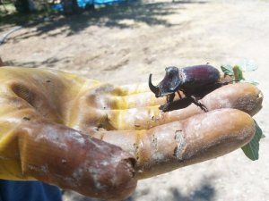 Kayısı bahçesinde dünyanın en güçlü böceğini buldu