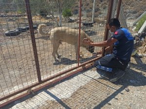 Marmaris’te yangından etkilenen hayvanlar tedavi ediliyor
