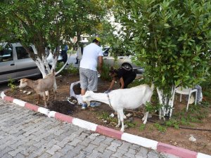 Kadıköy, yangından etkilenen tüm canlılar için seferber oldu
