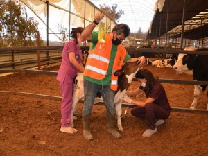 Yangın bölgesinde yaralı hayvanlar tedavi ediliyor