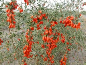 Faydası saymakla bitmeyen Goji Berry Gürün’de yetiştiriliyor