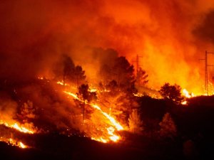 ’Dünya’nın ormanları yanıyor