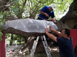 Kosova’daki Osmanlı yâdigârı ağacı Osmangazi yaşatıyor