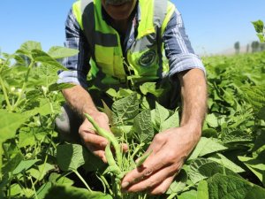 Talas Belediyesi ilçenin tarım desenini değiştiriyor