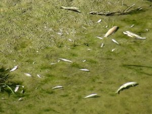 Bartın Irmağında balık ölümleri görüldü